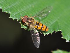 Episyrphus balteatus